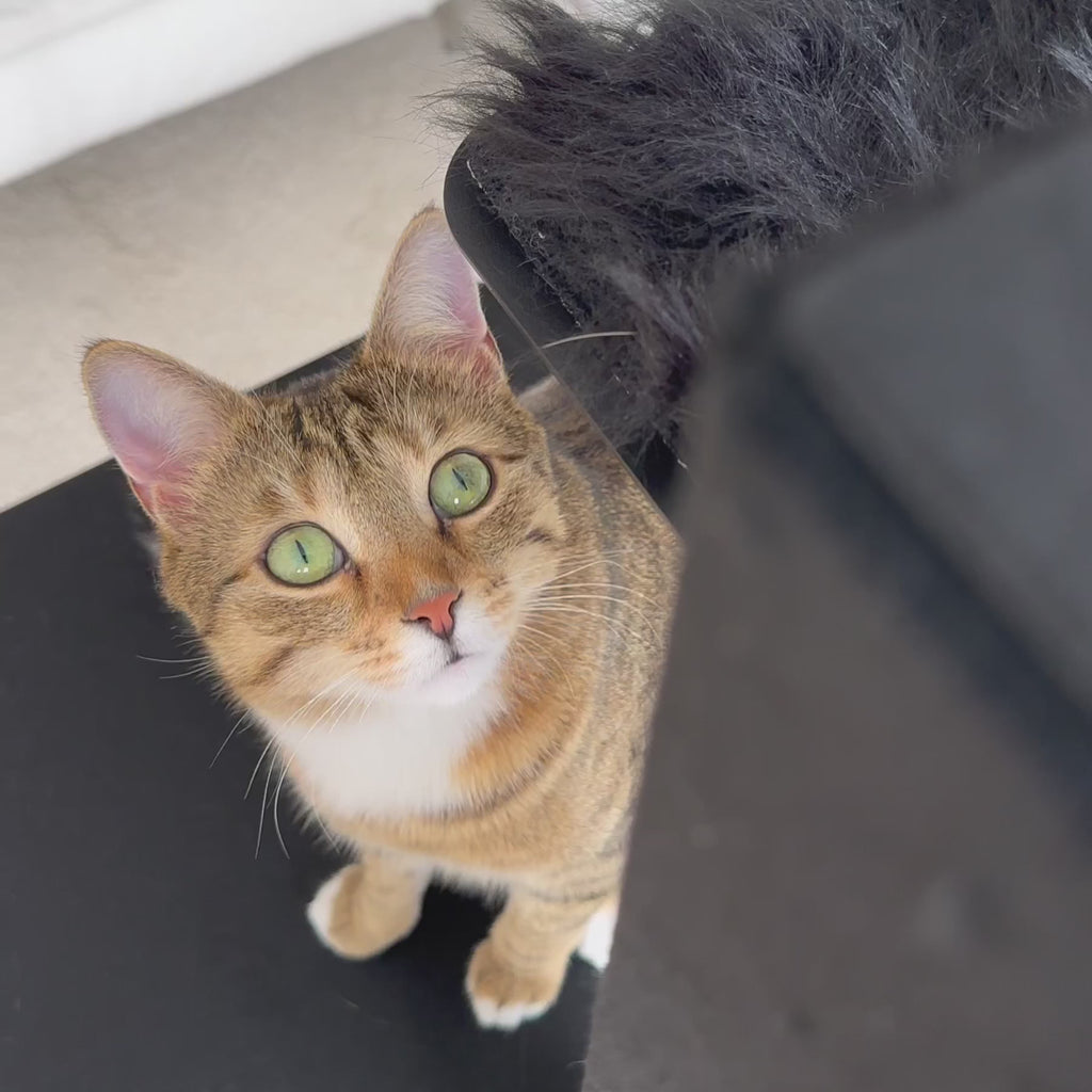 STYA Katzen Kratzbaum MS610 | Schwarz