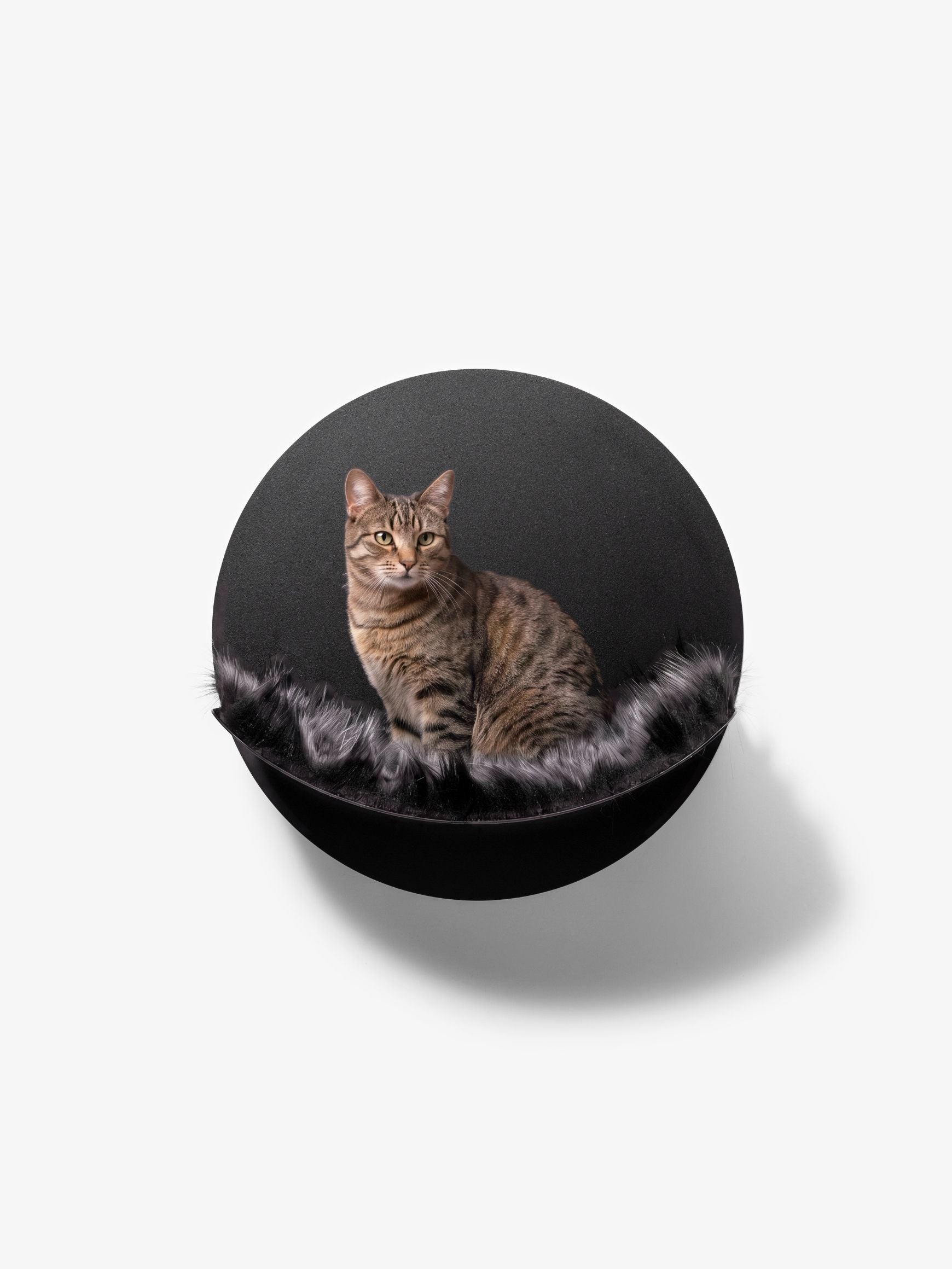 [KI-KATZE]