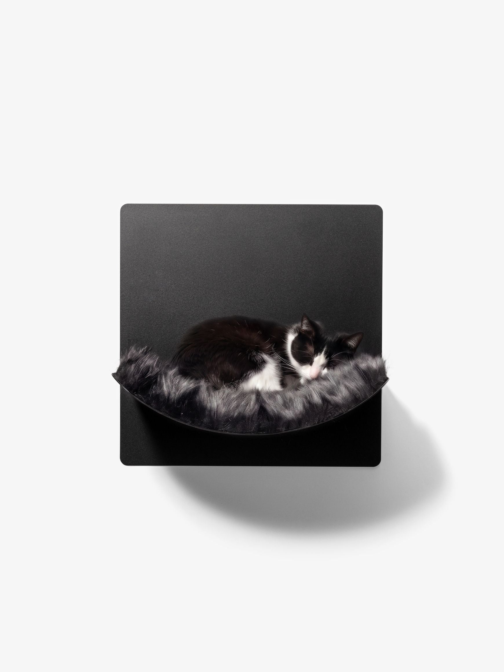 [KI-KATZE]