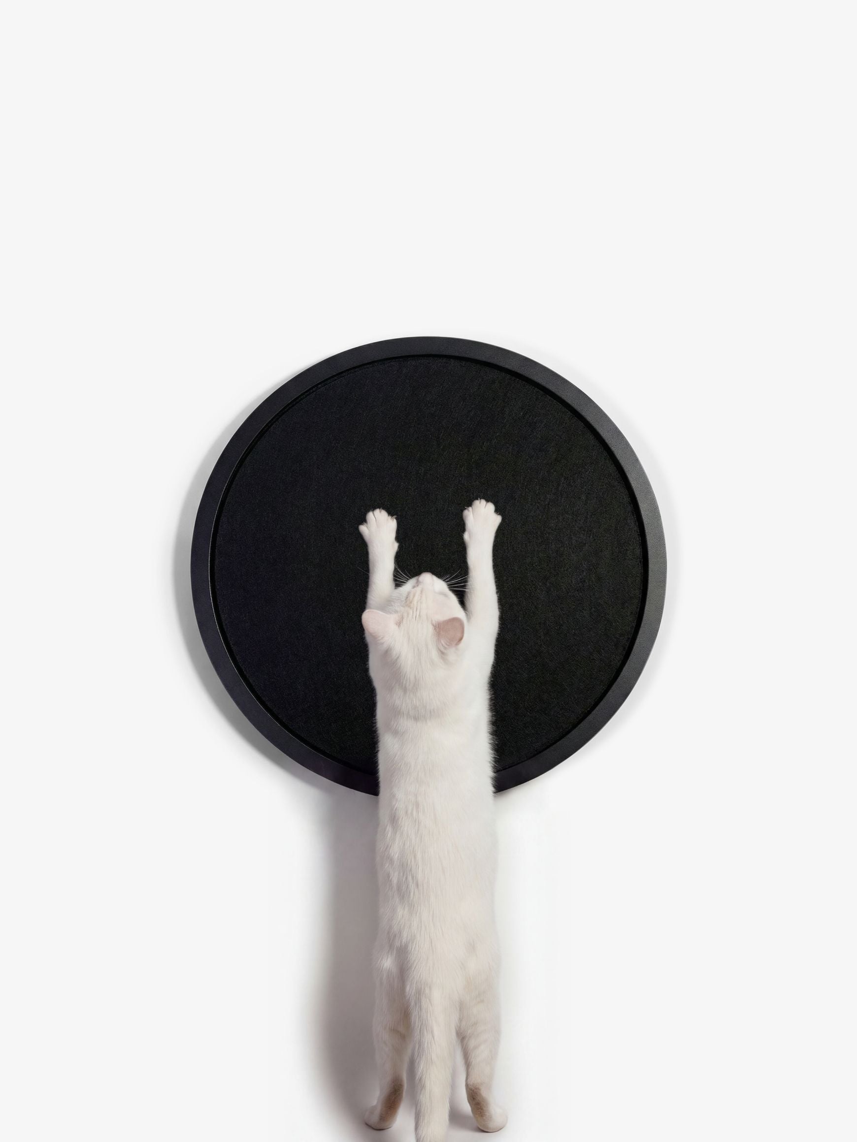 [KI-KATZE]