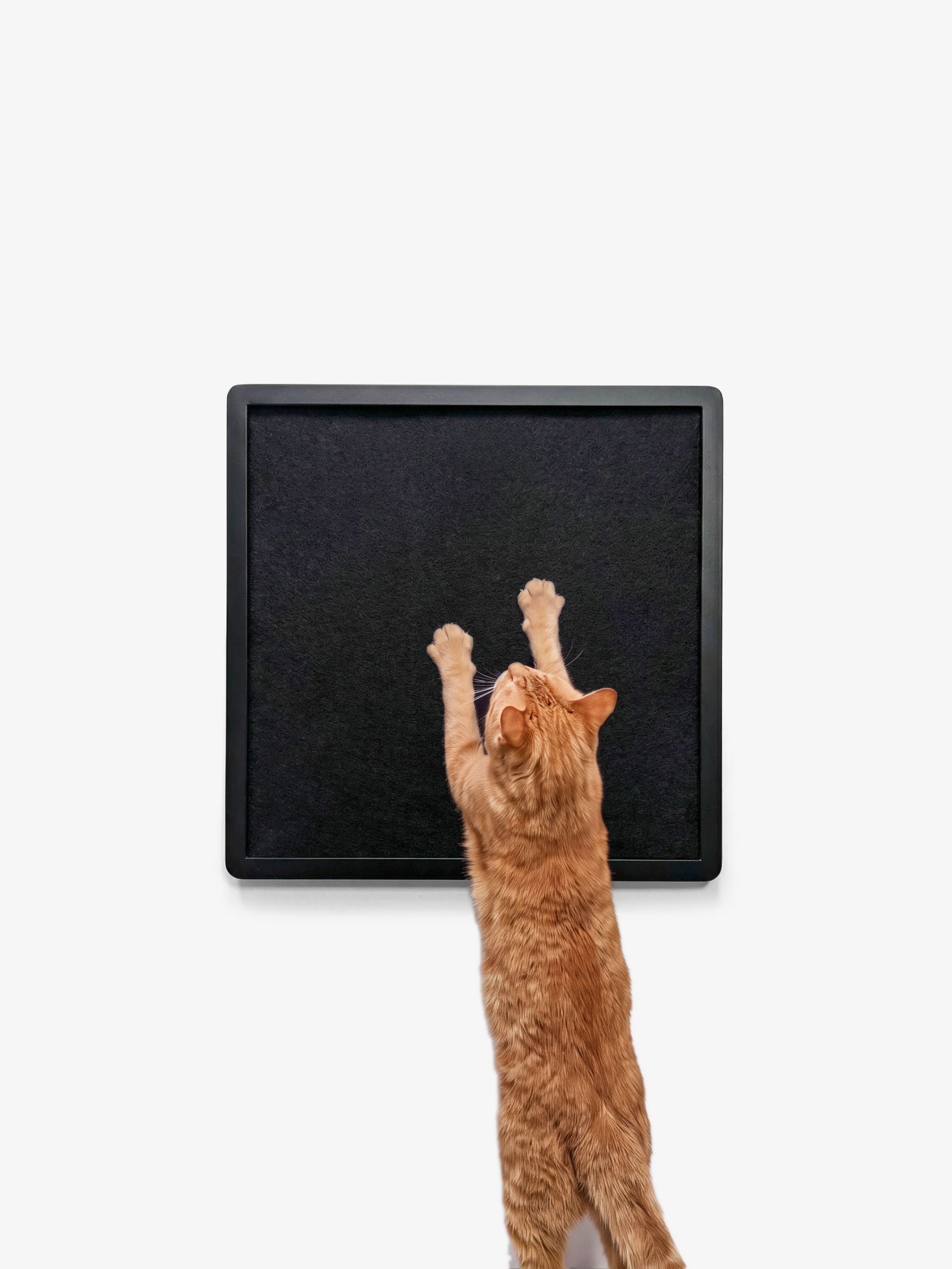 [KI-KATZE]