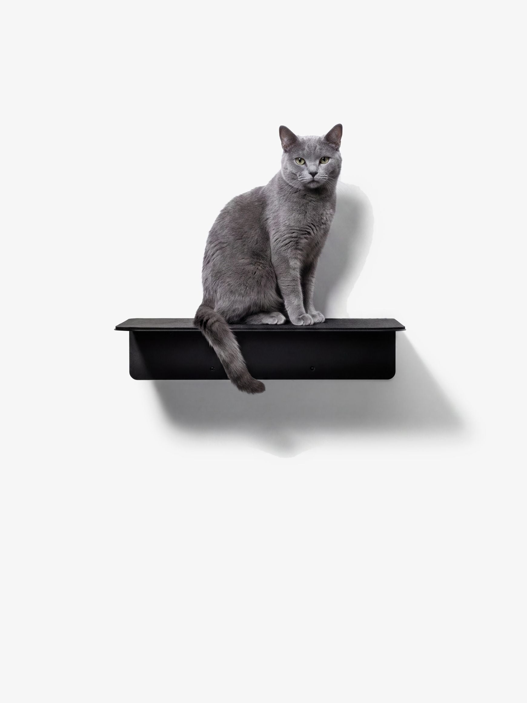 [KI-KATZE]