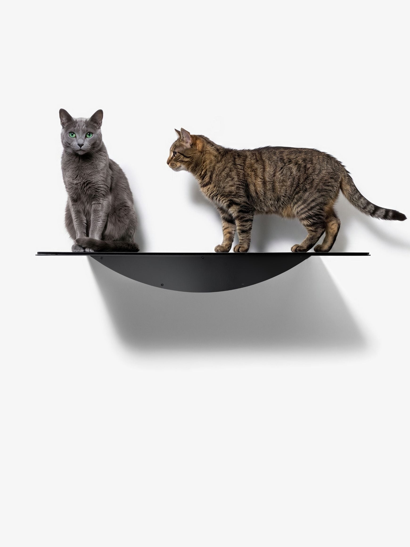 [KI-KATZE]