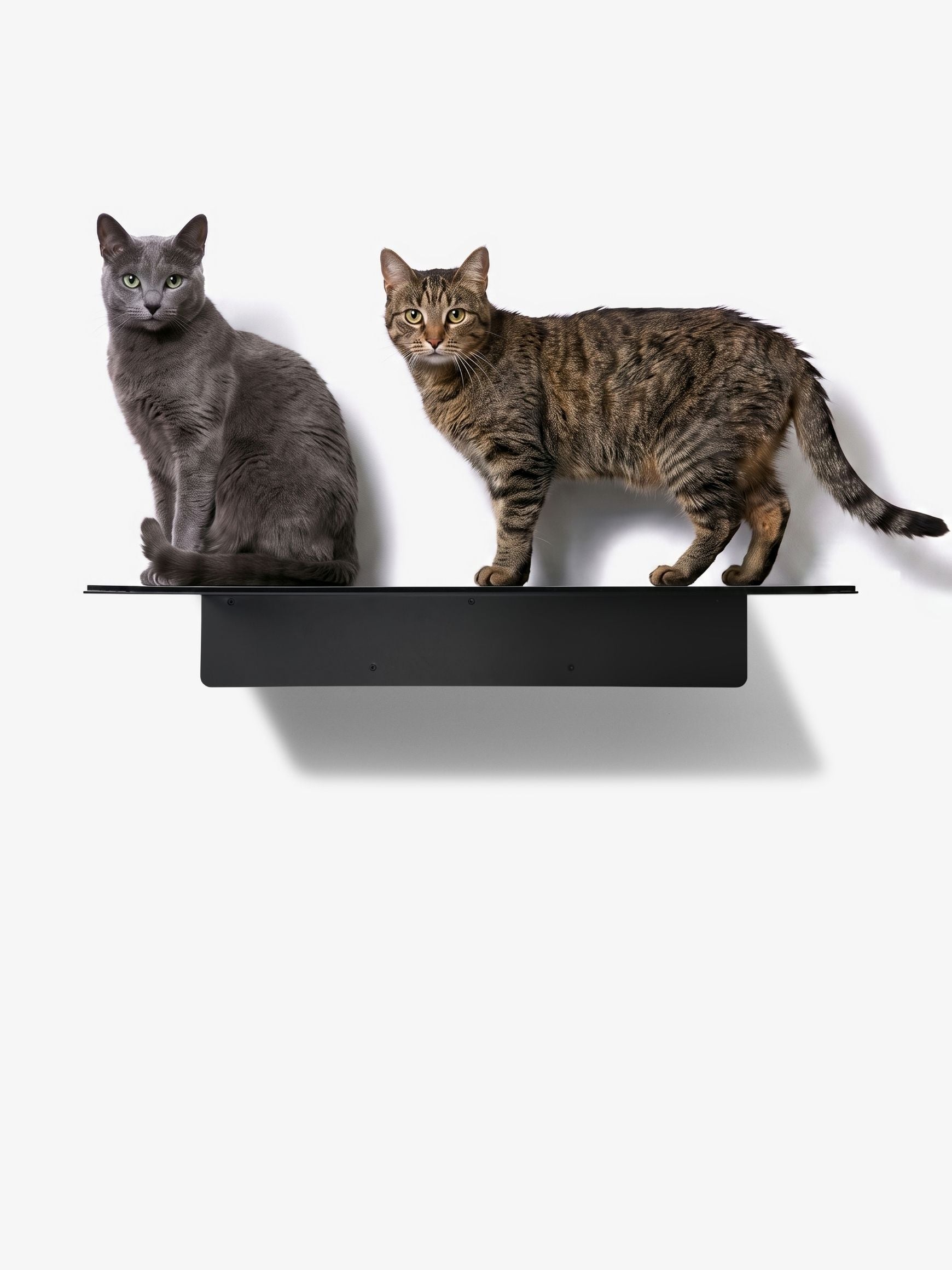 [KI-KATZE]