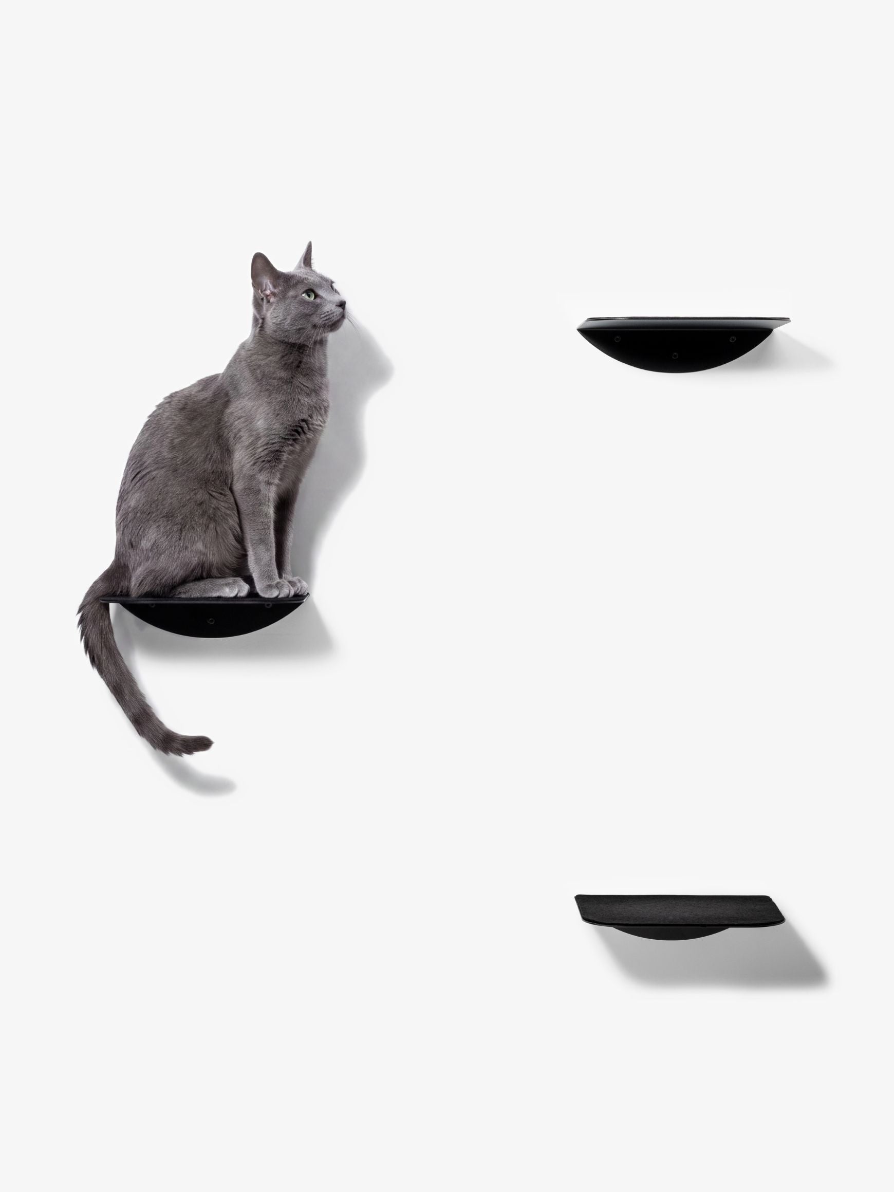 [KI-KATZE]