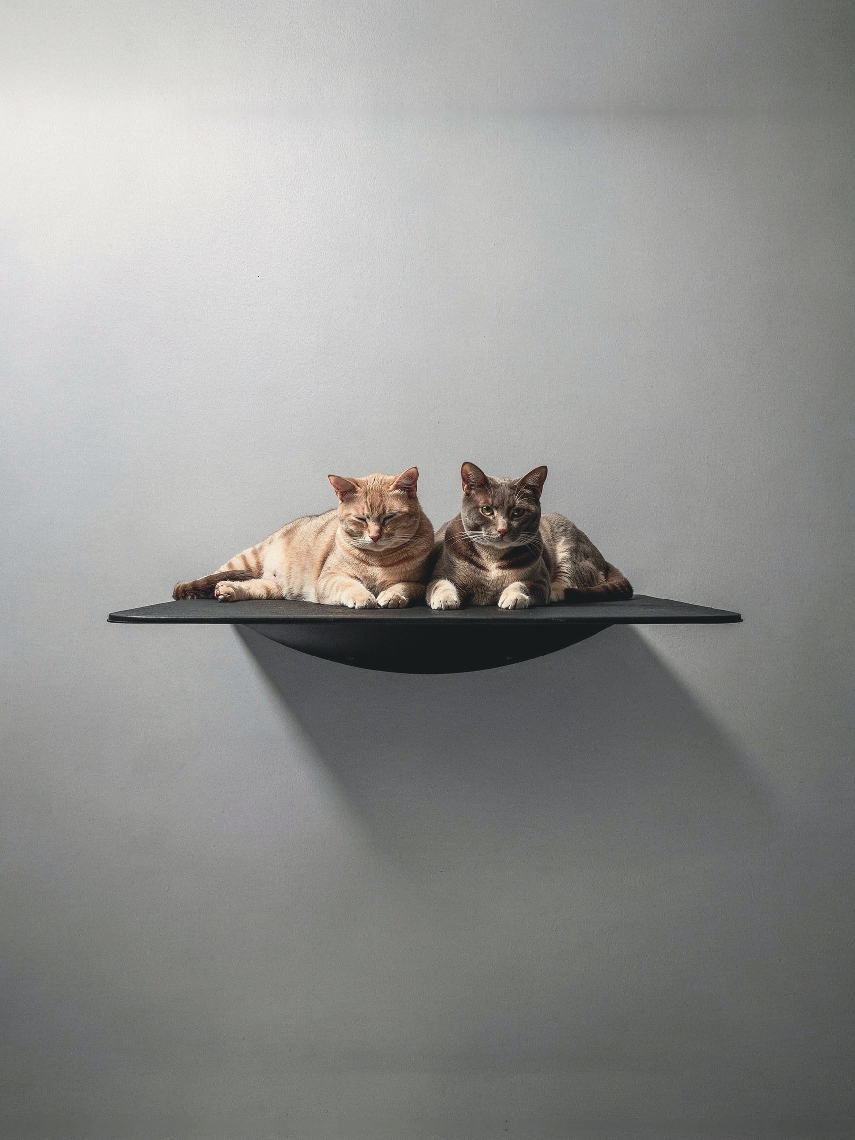 STYA Escalade pour chats murale | Niche murale XXL WL180