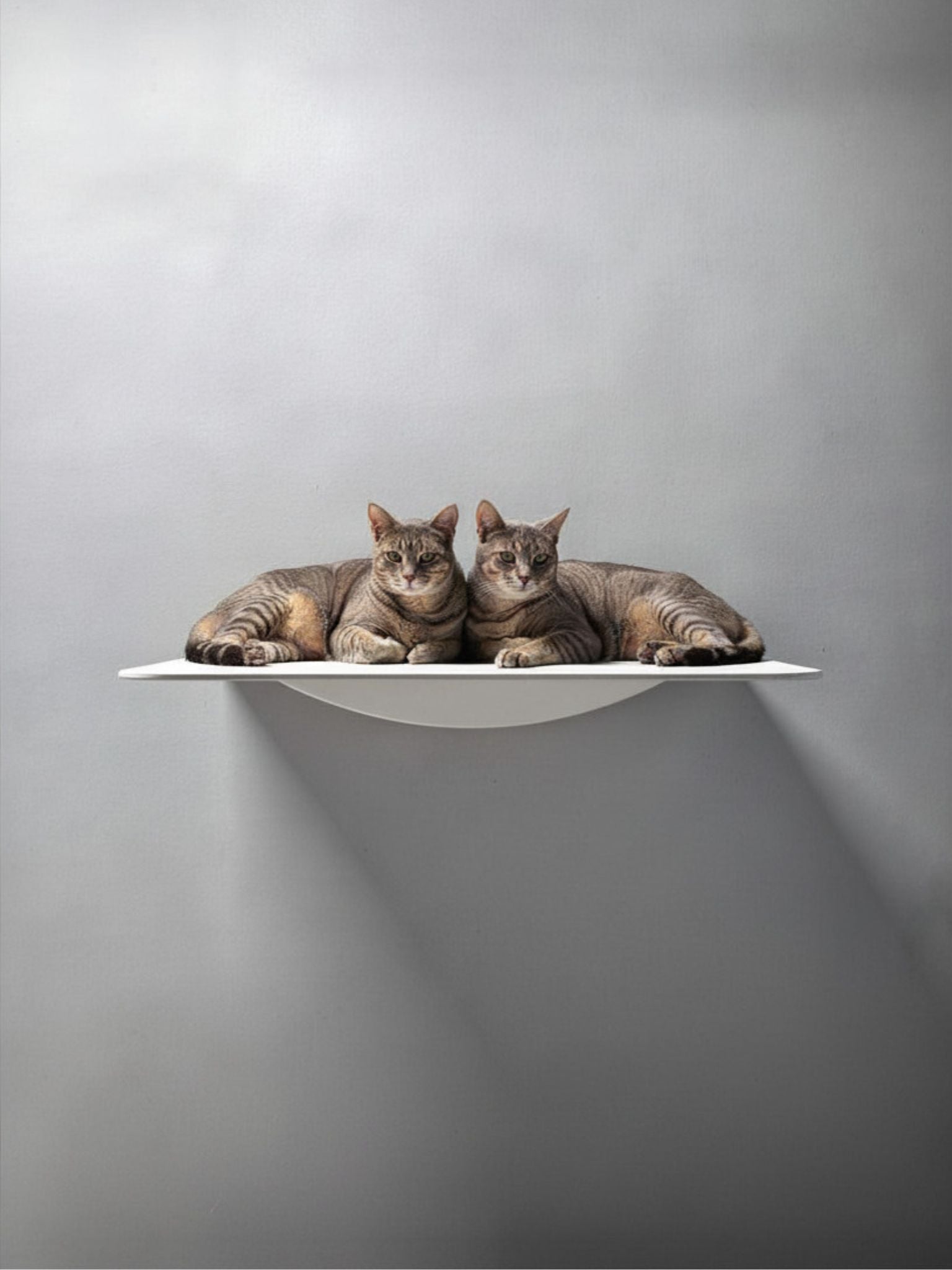 STYA Escalade pour chats murale | Niche murale XXL WL180