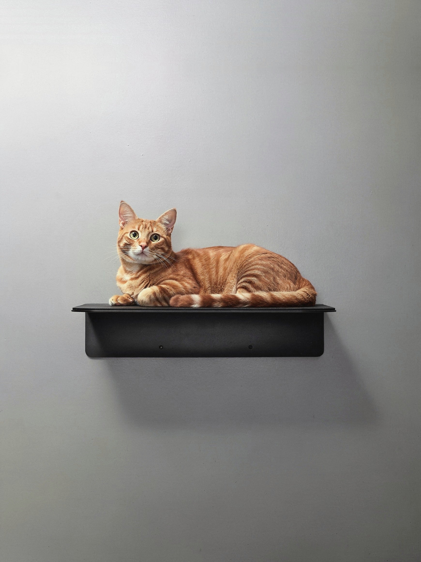 STYA Katzen Kletterwand | Wandliege WL350