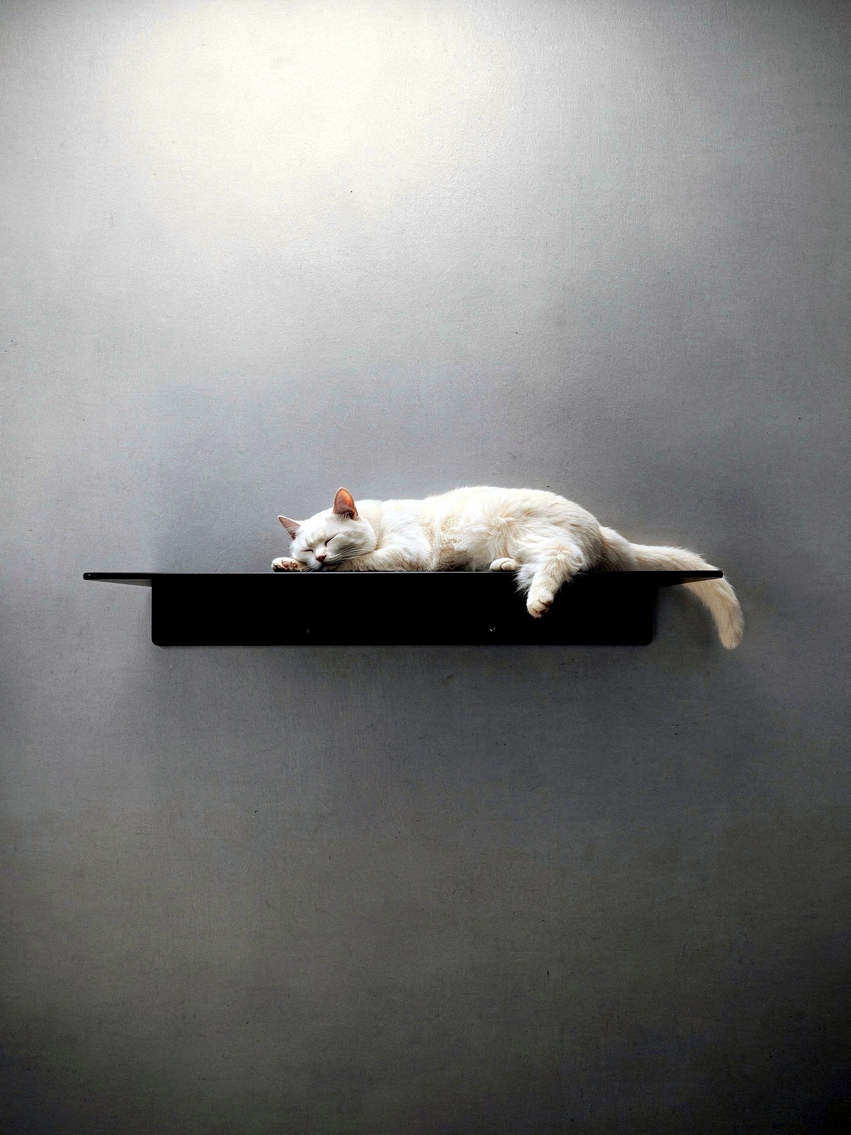 STYA Katzen Kletterwand | XXL Wandliege WL380